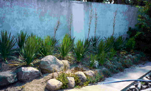 yucca filamentosa na skalniaku